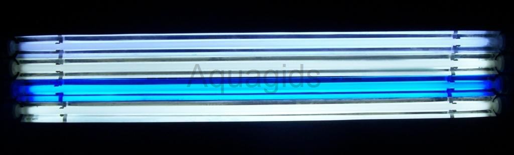 http://www.aquagids.nl/images/100_2550x%20t5_01.jpg