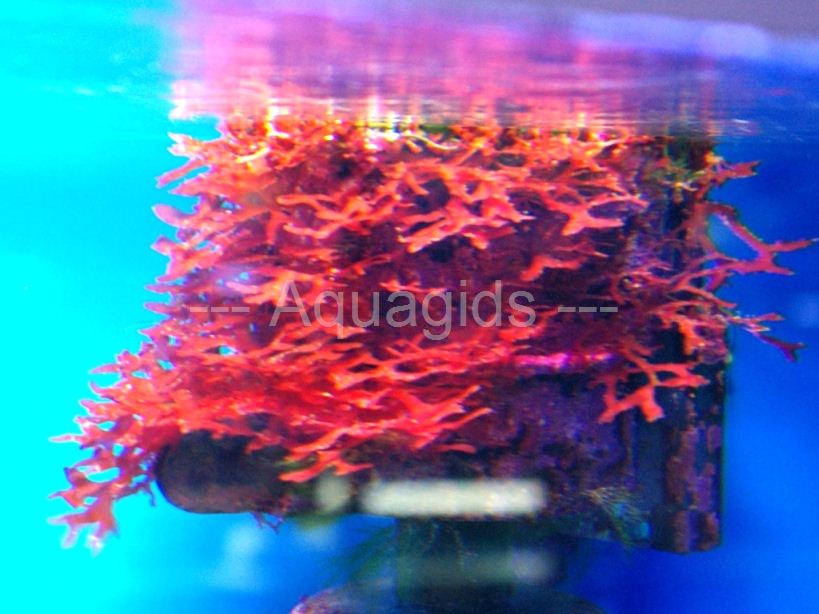 Gracilaria%20curtissae01.jpg