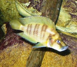 Altolamprologus calvus 