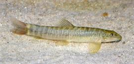 Azie biotoop loaches soort 