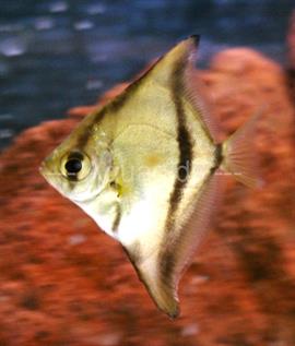 Monodactylus sebae brakwater