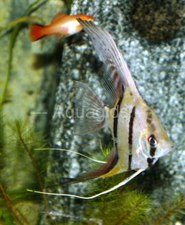 Pterophyllum sclare wildvang 