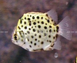 Scatophagus argus brakwater