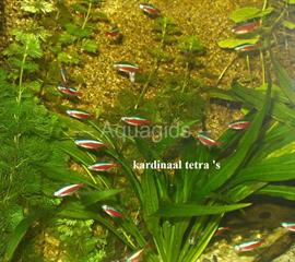 amazone biotoop kardinaal tetra s 
