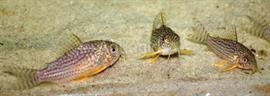 corydoras sterbai 