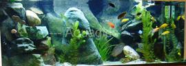 malawimeer biotoop